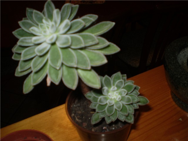 echeveria
